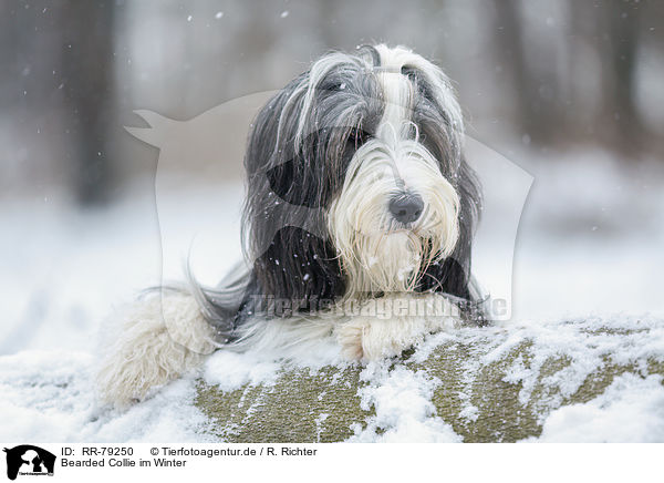 Bearded Collie im Winter / Bearded Collie in winter / RR-79250