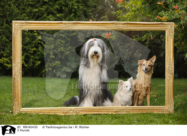 3 Hunde / 3 dogs / RR-90430