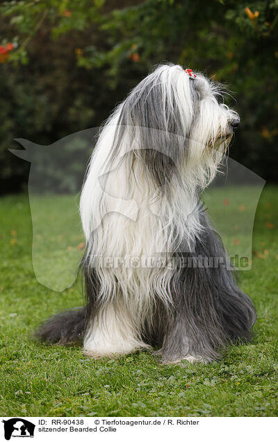 sitzender Bearded Collie / sitting Bearded Collie / RR-90438