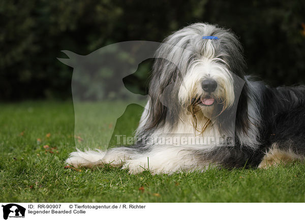 liegender Bearded Collie / RR-90907