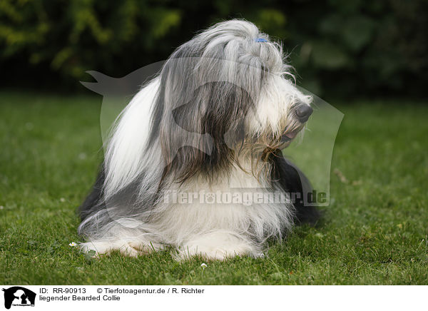 liegender Bearded Collie / RR-90913