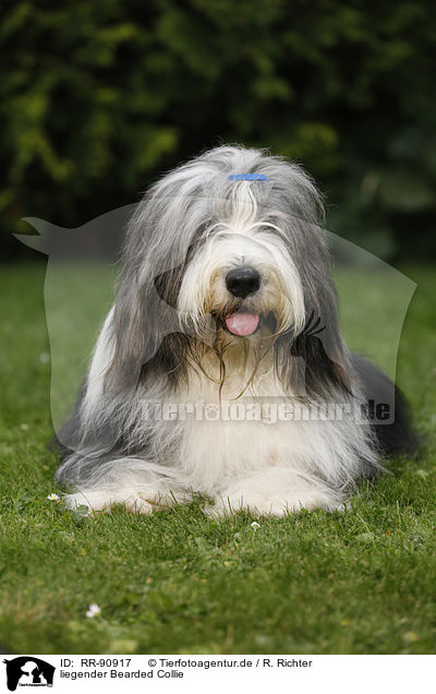 liegender Bearded Collie / lying Bearded Collie / RR-90917