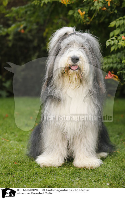 sitzender Bearded Collie / RR-90928