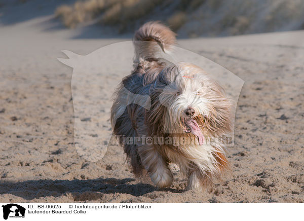 laufender Bearded Collie / walking Bearded Collie / BS-06625