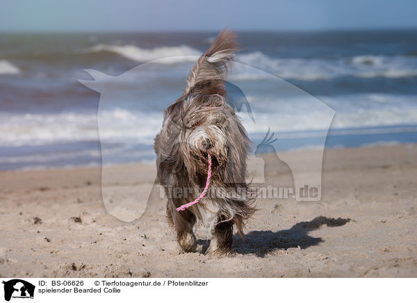spielender Bearded Collie / playing Bearded Collie / BS-06626