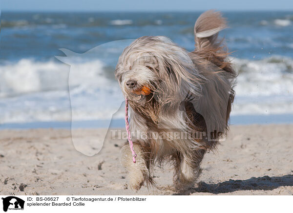 spielender Bearded Collie / playing Bearded Collie / BS-06627