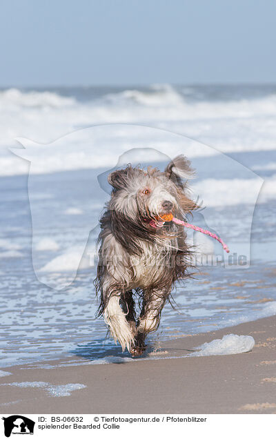 spielender Bearded Collie / playing Bearded Collie / BS-06632