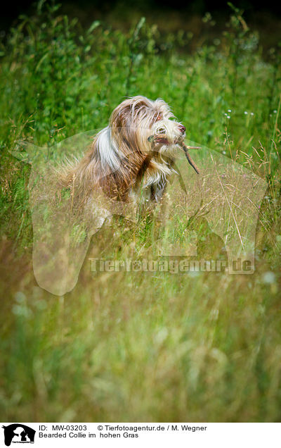 Bearded Collie im  hohen Gras / Bearded Collie in the high grass / MW-03203
