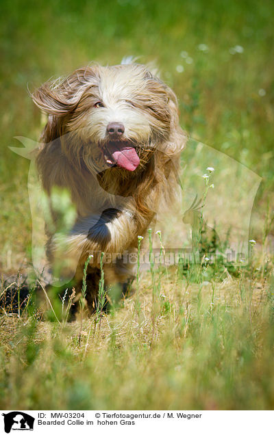Bearded Collie im  hohen Gras / Bearded Collie in the high grass / MW-03204