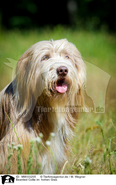Bearded Collie im  hohen Gras / Bearded Collie in the high grass / MW-03205