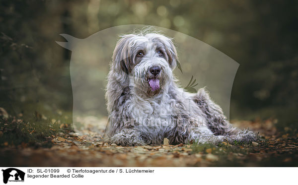 liegender Bearded Collie / SL-01099