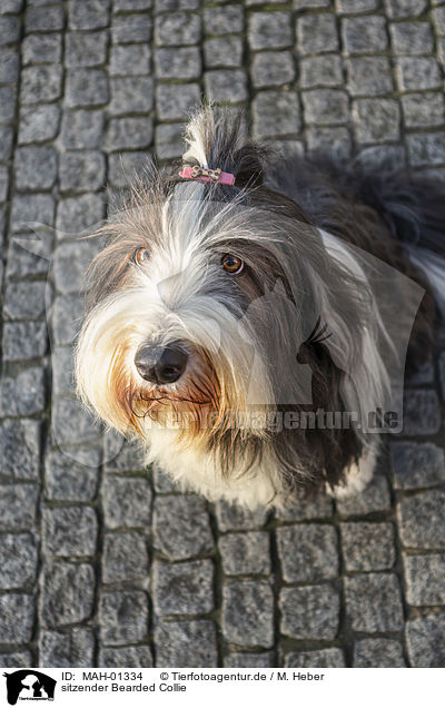 sitzender Bearded Collie / MAH-01334