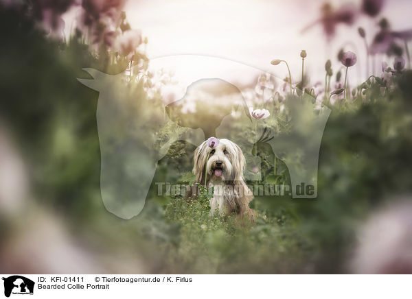 Bearded Collie Portrait / Bearded Collie portrait / KFI-01411