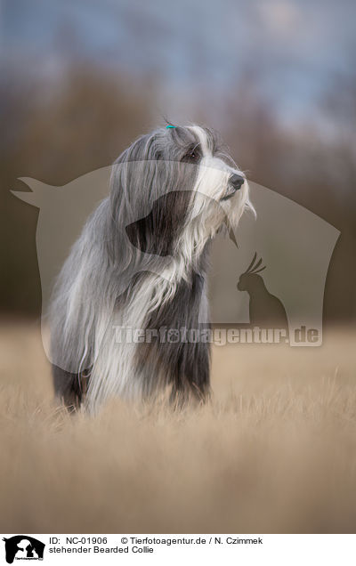 stehender Bearded Collie / standing Bearded Collie / NC-01906