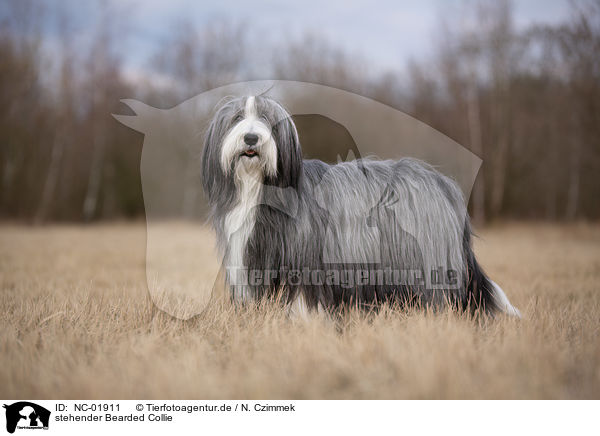 stehender Bearded Collie / standing Bearded Collie / NC-01911