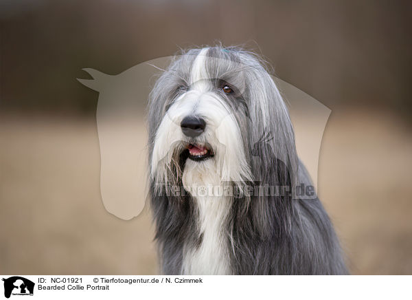 Bearded Collie Portrait / NC-01921