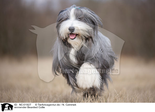 rennender Bearded Collie / running Bearded Collie / NC-01927