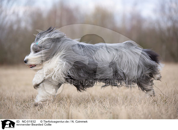 rennender Bearded Collie / running Bearded Collie / NC-01932