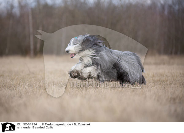 rennender Bearded Collie / running Bearded Collie / NC-01934
