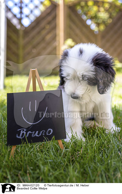 Bearded Collie Welpe / Bearded Collie Puppy / MAH-02120