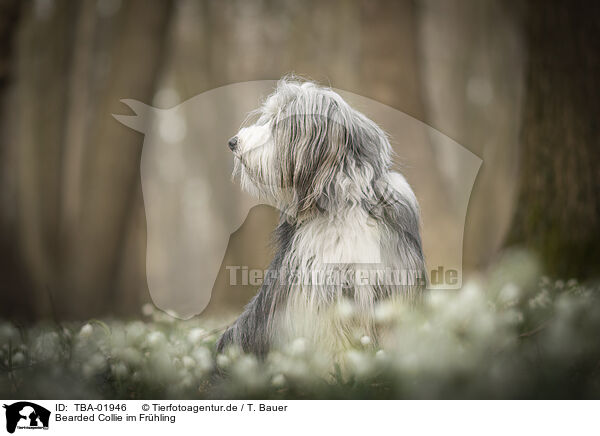 Bearded Collie im Frhling / TBA-01946