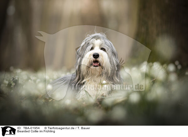 Bearded Collie im Frhling / Bearded collie in spring / TBA-01954