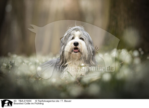 Bearded Collie im Frhling / TBA-01954