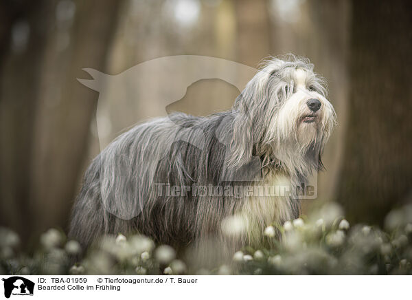 Bearded Collie im Frhling / TBA-01959