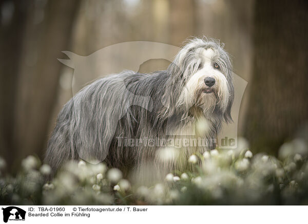 Bearded Collie im Frhling / Bearded collie in spring / TBA-01960