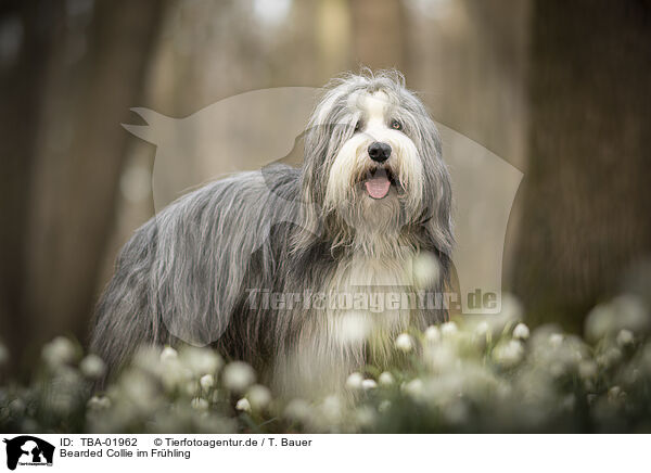 Bearded Collie im Frhling / TBA-01962