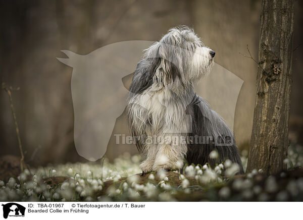 Bearded Collie im Frhling / TBA-01967