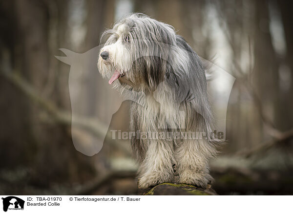 Bearded Collie / Bearded Collie / TBA-01970