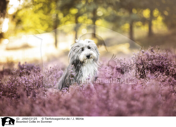 Bearded Collie im Sommer / JAM-03125