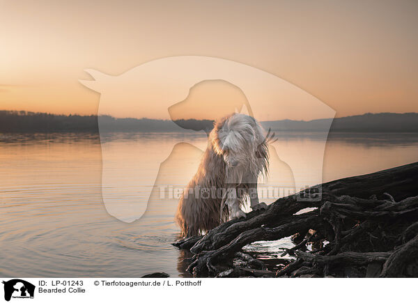 Bearded Collie / Bearded Collie / LP-01243