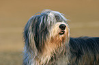 Bearded Collie Portrait