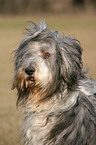 Bearded Collie Portrait