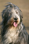 Bearded Collie Portrait