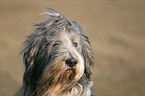 Bearded Collie Portrait