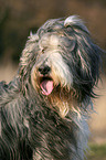 Bearded Collie Portrait