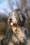 Bearded Collie Portrait