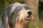 Bearded Collie Portrait