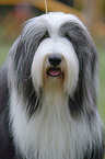 Bearded Collie Portrait