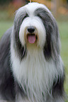 Bearded Collie Portrait