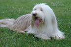 liegender Bearded Collie