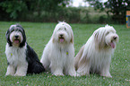 sitzender Bearded Collies