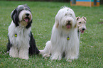 sitzender Bearded Collies