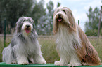 sitzender Bearded Collies