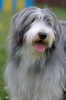 Bearded Collie Portrait