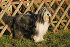 stehender Bearded Collie