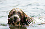 schwimmender Bearded Collie